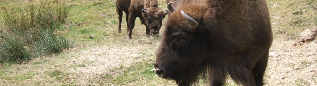 Die auch Wisente genannten europäischen Bisons fühlen sich im rauhen Gebirgsklima der Margeride wohl.