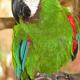 Nicht nur im Tierpark zu sehen: Grüne Papageien fliegen frei umher.