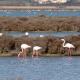 Flamingos staksen durch die flachen Gewässer.