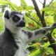 Die Lemuren sind für viele Besucher die Stars.