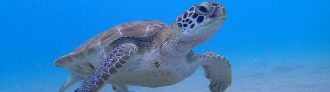 Weltweit bedroht: In den Gewässern um Curaçao sind Grüne Meeresschildkröten zu sehen.