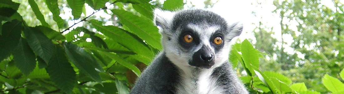 Ein Lemur betrachtet gelassen die Besucher.